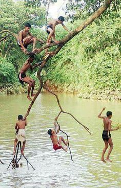 some people are hanging from a tree in the water and one is jumping into the water