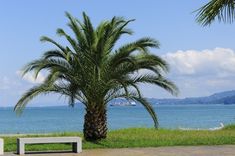 a palm tree next to a bench near the ocean