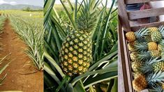 pineapples are growing in the field and on the ground next to each other