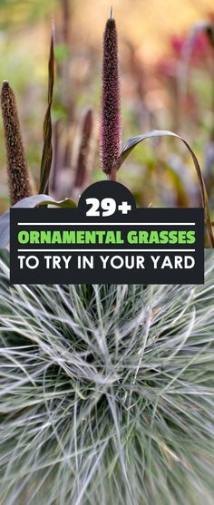 a plant with the words 29 + ornamental grasses to try in your yard