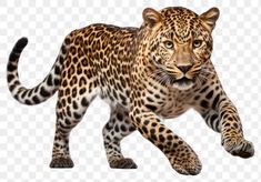 an image of a leopard that is walking on its hind legs, with the head turned to