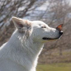 a white dog with a butterfly on it's nose in front of some trees