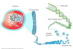 the structure of a human cell and its functions, including reproductional structures such as chromonomes, double - helichtes, and histones