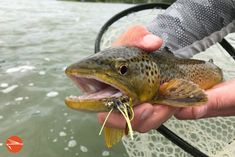 Home - Fly Fishing Fix Classic Photo, Big Fish, Fishing Tips, To Read, Fishing, Fish