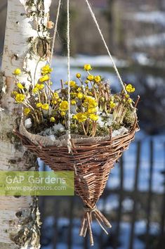 a basket hanging from the side of a tree with yellow flowers growing out of it