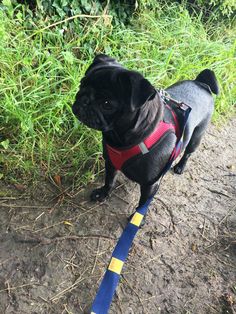 a small black dog standing on top of a grass covered field