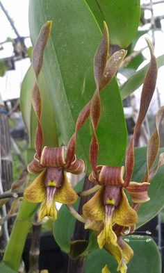 two brown and yellow orchids with green leaves