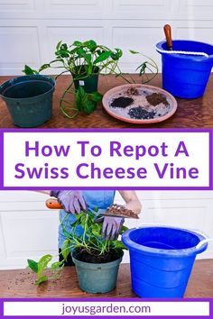 how to repat a swiss cheese vine