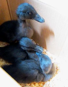 two baby birds are sitting in a cardboard box