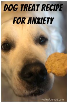 Natural Dog Treats Recipes, Calming Treats For Dogs, Homemade Pet Treats, Meds For Dogs, Pet Treats Recipes, High Strung, Cbd Dog Treats, Dog Treat Recipe, Easy Dog Treat Recipes