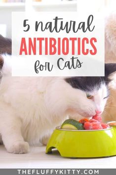 two cats eating food out of a bowl with the caption 5 natural antibiotics for cats