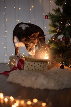 a small dog standing next to a christmas tree with its head in a gift box