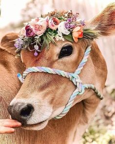 a cow wearing a flower crown on it's head while being petted by someone