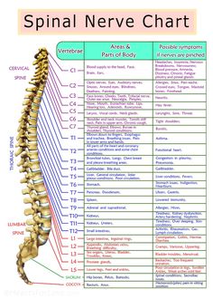 Spinal Nerves Anatomy, Nerve Anatomy, Nervus Vagus, Spinal Nerve, Reflexology Chart, Spine Health, Medical Knowledge, Nerve Pain, Anatomy And Physiology