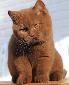 a brown cat sitting on top of a wooden table