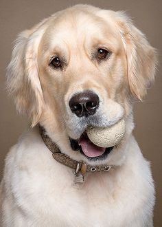 a golden retriever dog with flowers and birds around it's neck is looking at the camera