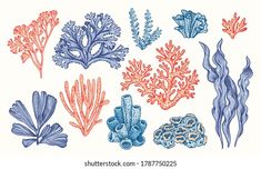 corals and seaweed on white background, hand drawn in blue and red ink