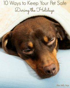 a brown dog sleeping under a blanket on top of a blue couch with the title 10 ways to keep your pet safe during the holidays