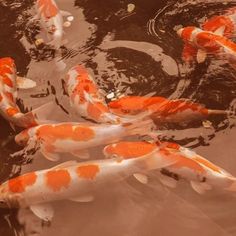 several orange and white koi fish swimming in a pond