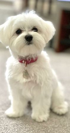 a small white dog with a red collar sitting on the floor looking at the camera