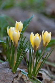 some yellow flowers are growing out of the ground