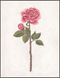 a drawing of a pink rose with green leaves