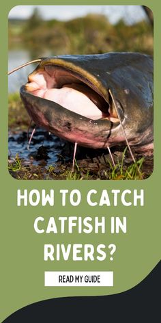 how to catch fish in rivers?