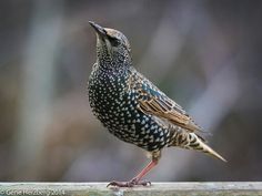 a small bird sitting on top of a wooden fence post with its mouth open and eyes closed