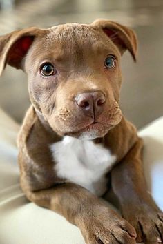 a brown and white pitbull puppy sitting on top of a couch looking at the camera