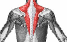 the back view of a man's upper body with muscles highlighted in red and white