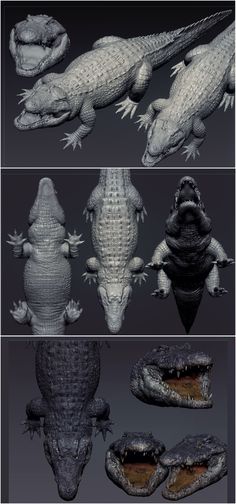 four different alligators are shown in three separate images