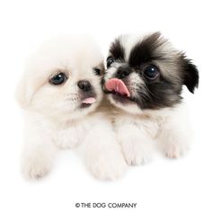 two small white and black puppies laying next to each other on a white background