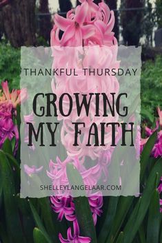 pink flowers with the words, thankful thursday growing my faith on it