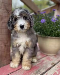 a small gray and white dog sitting on top of a wooden bench next to a potted plant