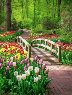 Tulip Planting Ideas: Multicolored Tulip Border and Winding Path Tulip Planting Ideas, Tulips Landscape, Tulip Planting, Tulip Border, Spring Display, Winding Path, Planting Tulips, Short Plants, Best Perennials