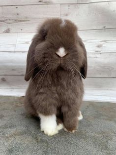 a brown and white rabbit sitting on top of a cement floor next to a wooden wall