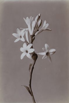 a black and white photo of some flowers