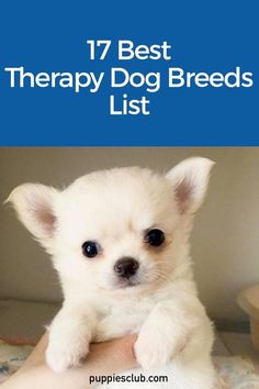 a small white dog sitting on top of a person's lap with the title 17 best therapy dog breeds list