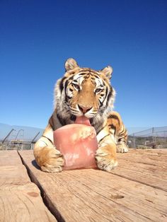 a large tiger sitting on top of a wooden table eating something out of a bowl