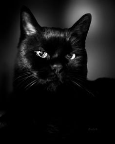 a black cat is looking at the camera with an intense look on it's face