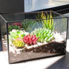 Rectangular Terrarium with Lid Ferrisland Making A Terrarium, Wardian Case, Aquascape Design, Flower Garden Design, Micro Landscape, Terrarium Plants, Home Indoor, Glass Terrarium, Indoor Gardening