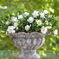 a vase with white flowers in it sitting on a table