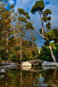 the trees are reflected in the water and on the other side there is a bridge