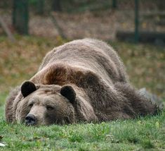 a large brown bear laying on top of a lush green field