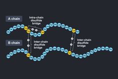 Simplified structure of insulin, a protein containing disulfide bridges Structural Formula, Open University, Vegan Guide, Nutrition Course, Free Online Courses, What You Eat, Online Course, The Science, Biology