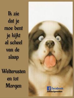 a dog with its tongue hanging out looking at the camera and saying, weltweistenen en not morgen