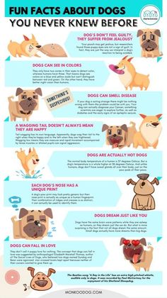 an info sheet with different types of dogs