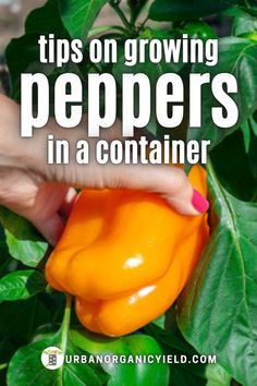 a person picking peppers from a plant with the words tips on growing peppers in a container