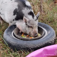 a pig eating food out of a bowl