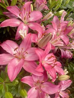 pink lilies are blooming in the garden